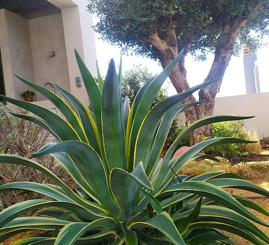 Χανιά Κατασκευή Κήπων Μελέτη Επίβλεψη Συντήρηση Διακόσμηση