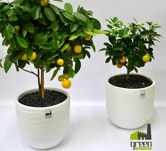 Χανιά Κατασκευή Κήπων Μελέτη Επίβλεψη Συντήρηση Διακόσμηση