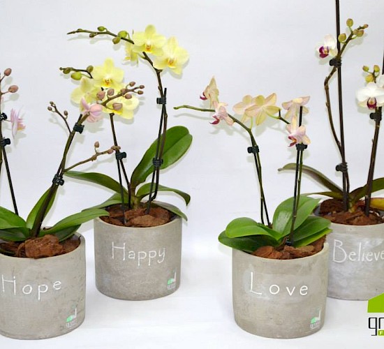 Χανιά Κατασκευή Κήπων Μελέτη Επίβλεψη Συντήρηση Διακόσμηση