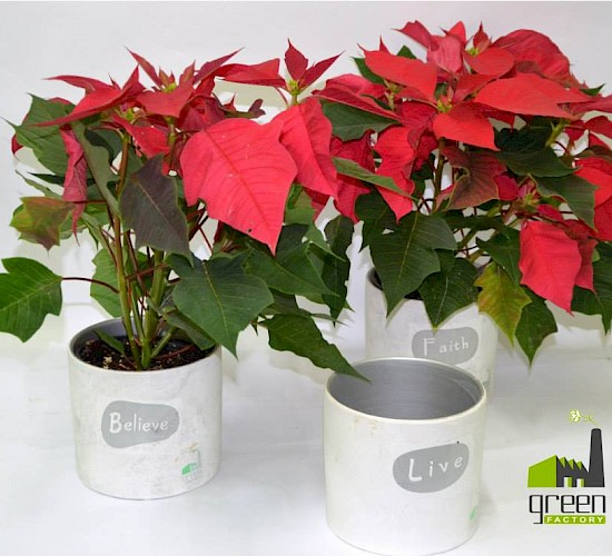 Χανιά Κατασκευή Κήπων Μελέτη Επίβλεψη Συντήρηση Διακόσμηση