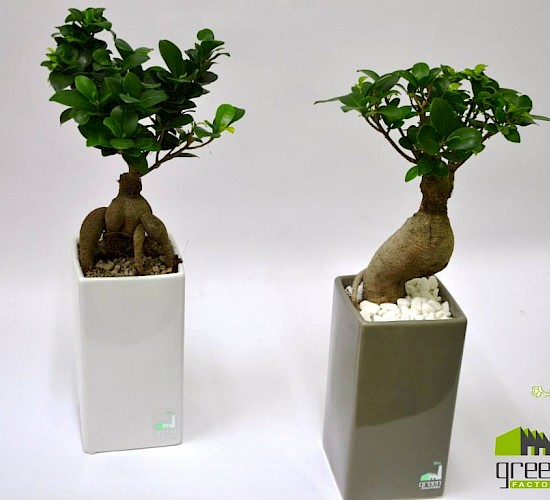 Χανιά Κατασκευή Κήπων Μελέτη Επίβλεψη Συντήρηση Διακόσμηση