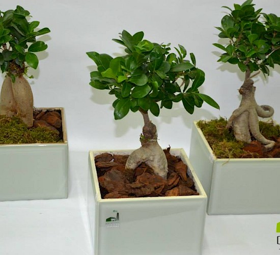 Χανιά Κατασκευή Κήπων Μελέτη Επίβλεψη Συντήρηση Διακόσμηση