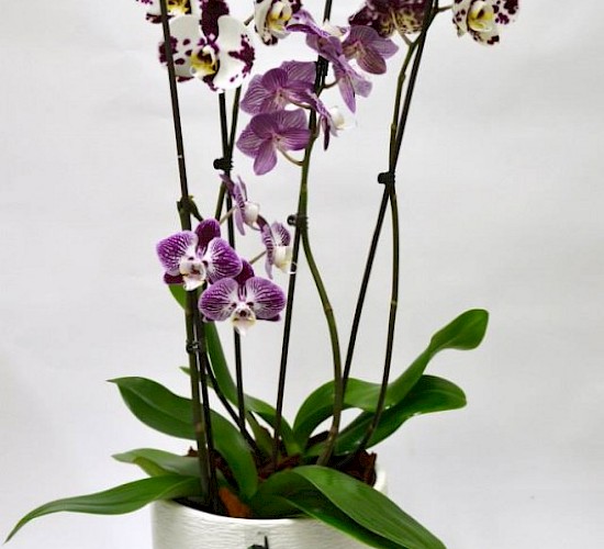 Χανιά Κατασκευή Κήπων Μελέτη Επίβλεψη Συντήρηση Διακόσμηση