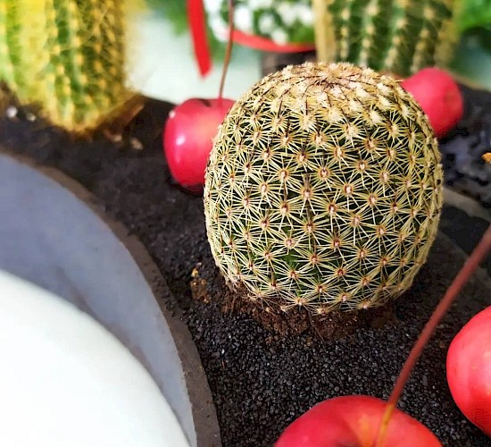 Χανιά Κατασκευή Κήπων Μελέτη Επίβλεψη Συντήρηση Διακόσμηση