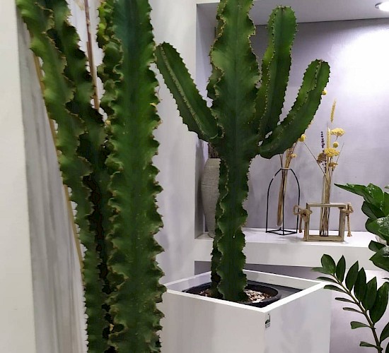 Χανιά Κατασκευή Κήπων Μελέτη Επίβλεψη Συντήρηση Διακόσμηση