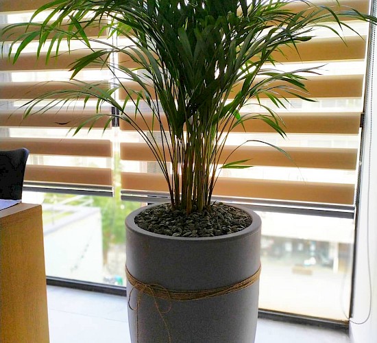 Χανιά Κατασκευή Κήπων Μελέτη Επίβλεψη Συντήρηση Διακόσμηση