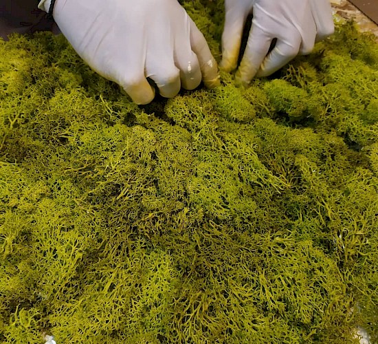 Χανιά Κατασκευή Κήπων Μελέτη Επίβλεψη Συντήρηση Διακόσμηση